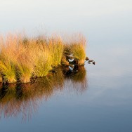 Idylle. Idylle.