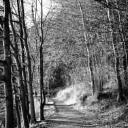 Waldweg Waldweg
